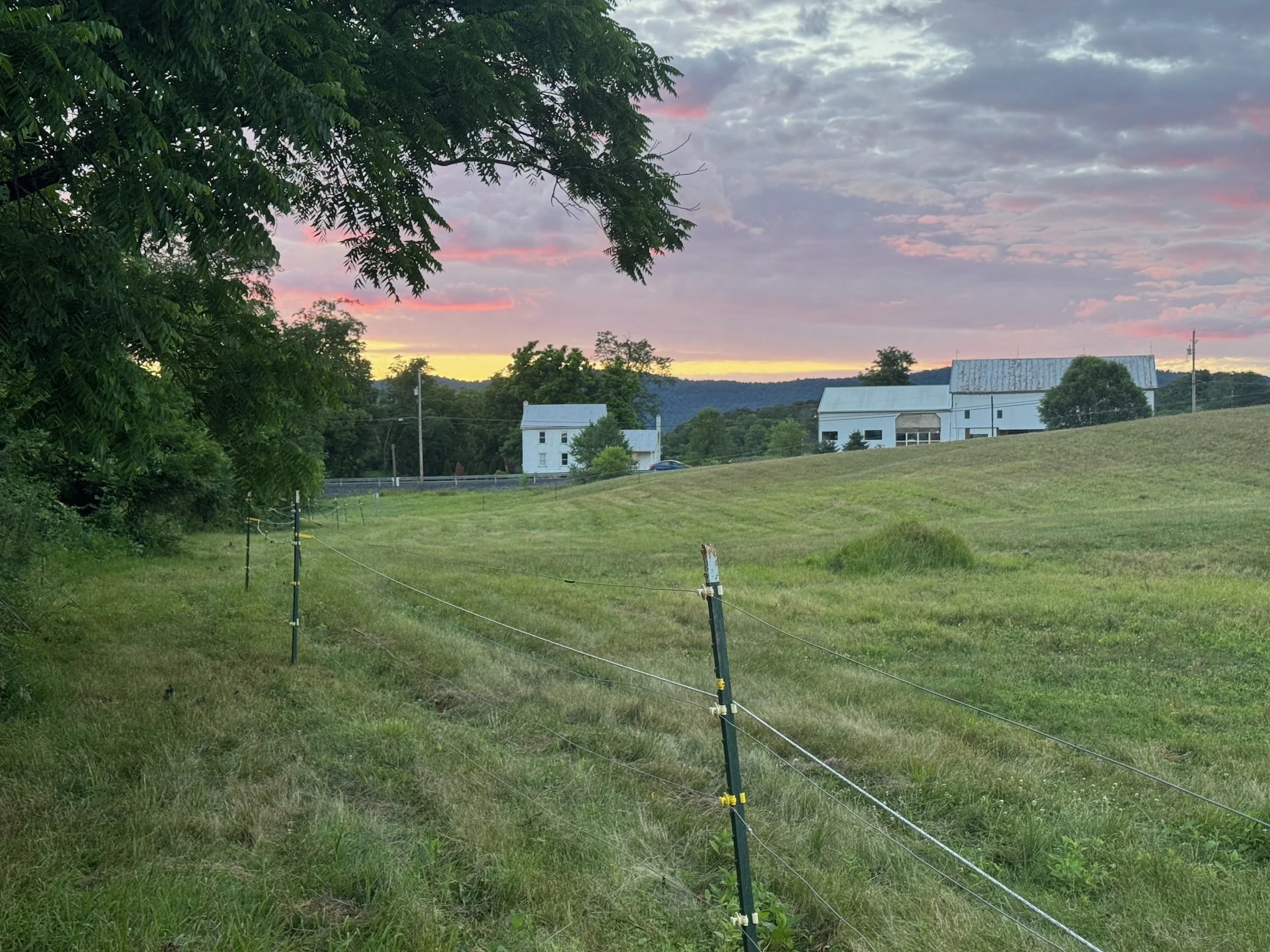 Evening light over the field, farmhouse and white barn at Middleton Meadow.
